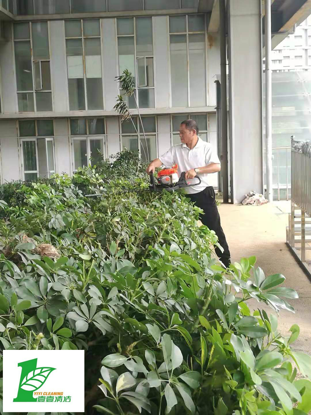 壹壹公司告訴您綠化養(yǎng)護(hù)必備修剪技巧？